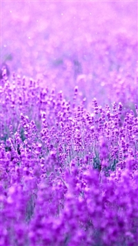 Pure Dreamy Flowers Garden Field Blur wallpaper