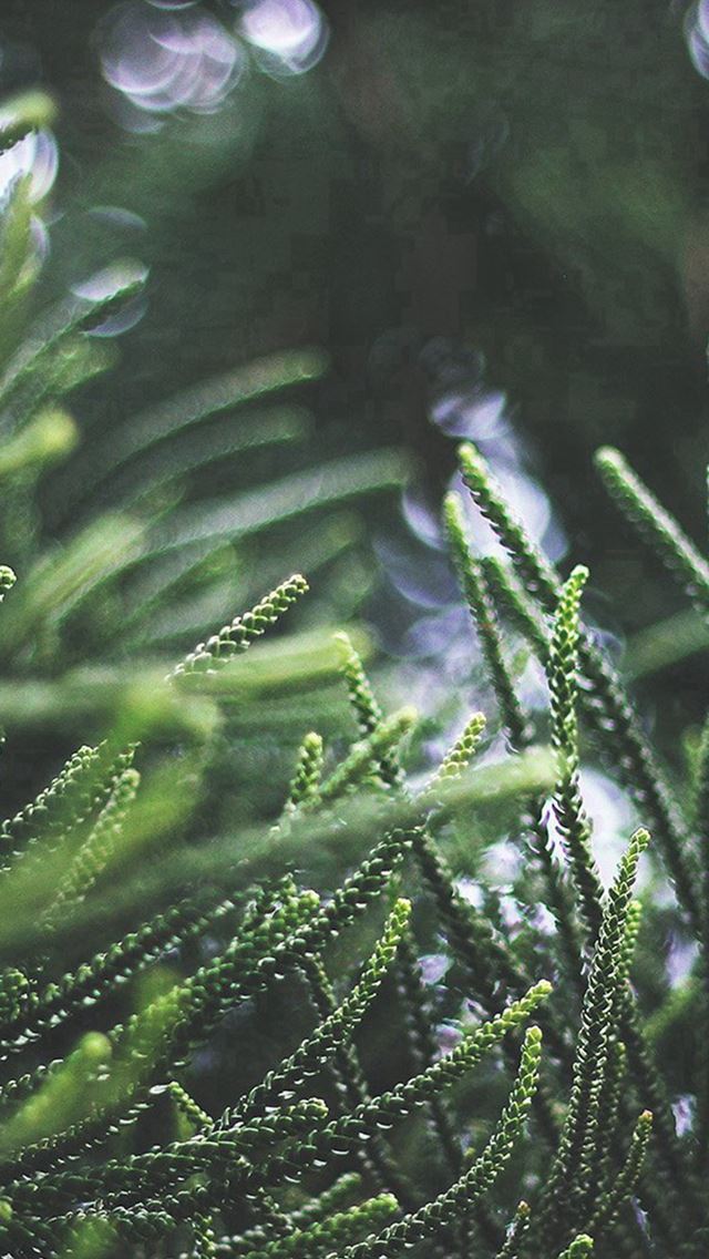 640x1136 Tree Green Bokeh Nature Spring - bokeh iPhone Wallpaper