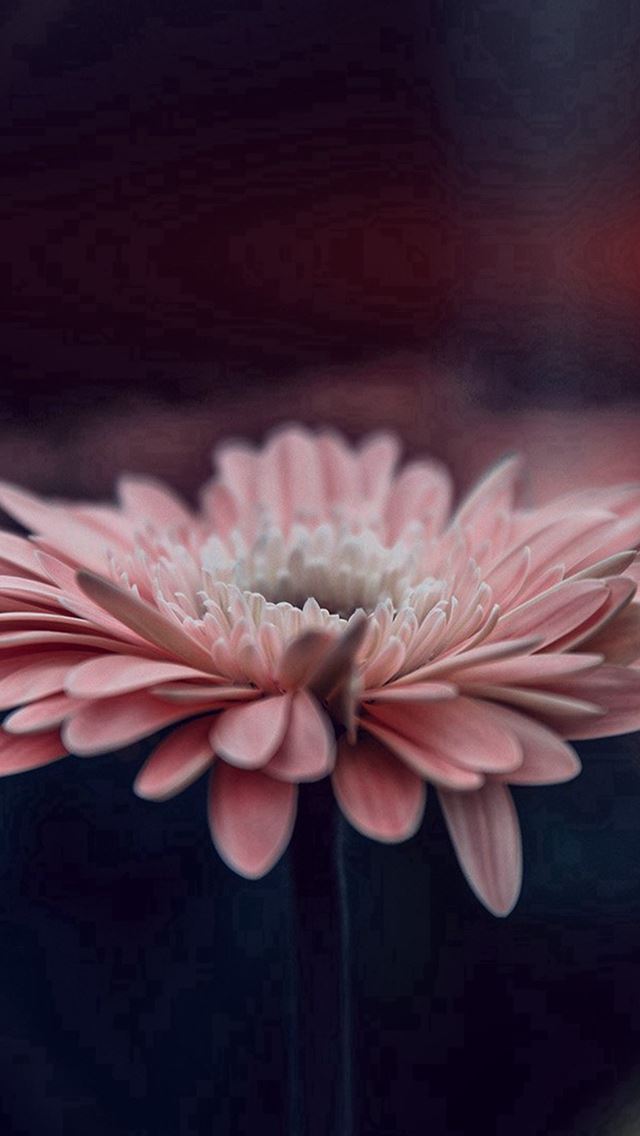 640x1136 Flower Blue Calm Nature Bokeh - macro iPhone Wallpaper