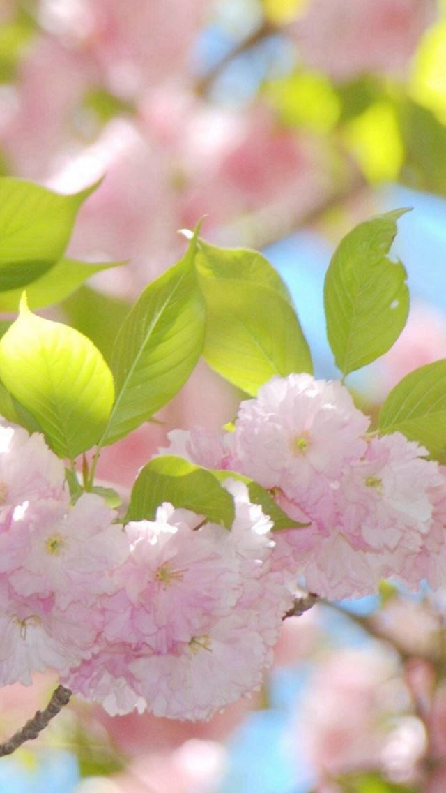 640x1136 Pure Sunny Beautiful Flowers Branch - branch iPhone Wallpaper