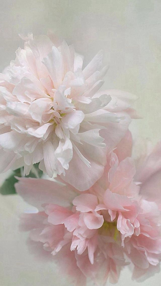 640x1136 Pure Beautiful Flowers Macro Close Up - macro iPhone Wallpaper