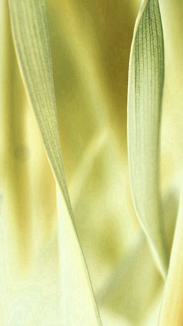 640x1136 Leaf Grass White Bokeh Nature - bokeh iPhone Wallpaper