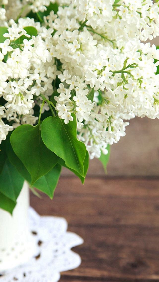 640x1136 Pure White Flowers Plant Vase  - plant iPhone Wallpaper