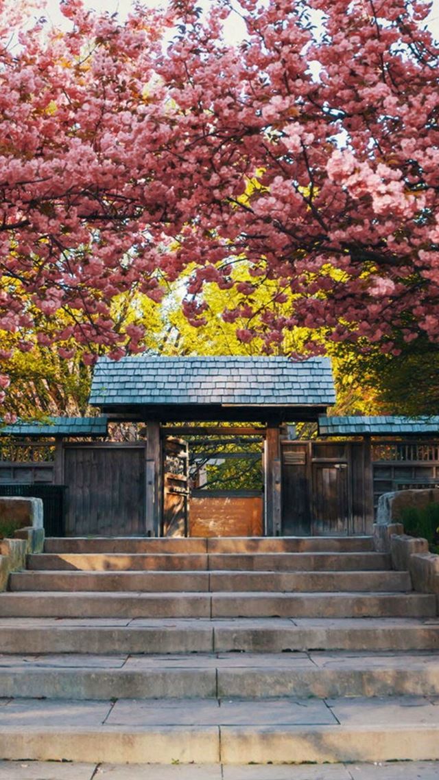 640x1136 Log Cabin Door Nature Flower Branch - yellow iPhone Wallpaper