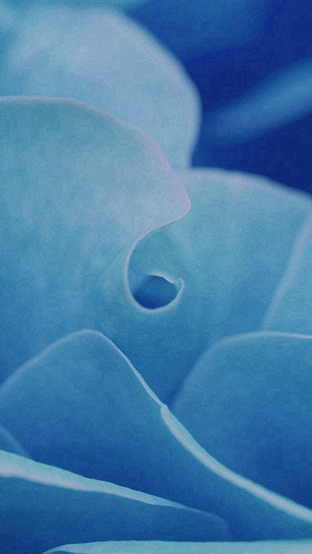 640x1136 Rose Flower Leaf Blue -  iPhone Wallpaper