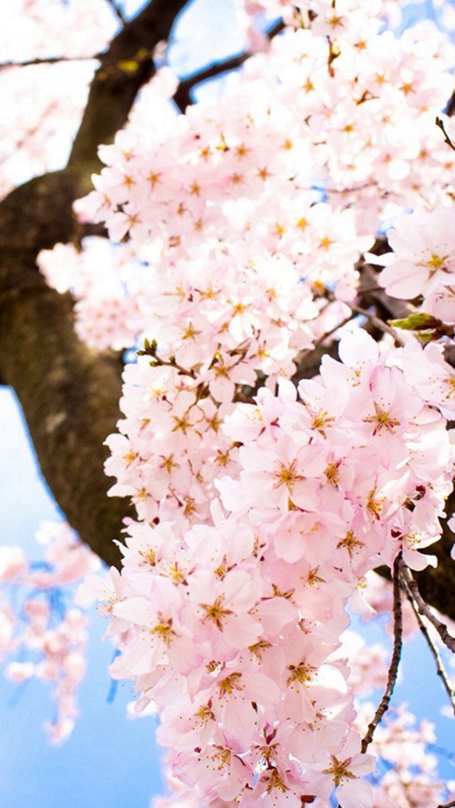 Bright Sunny Flowers Blossom Tree iPhone wallpaper 