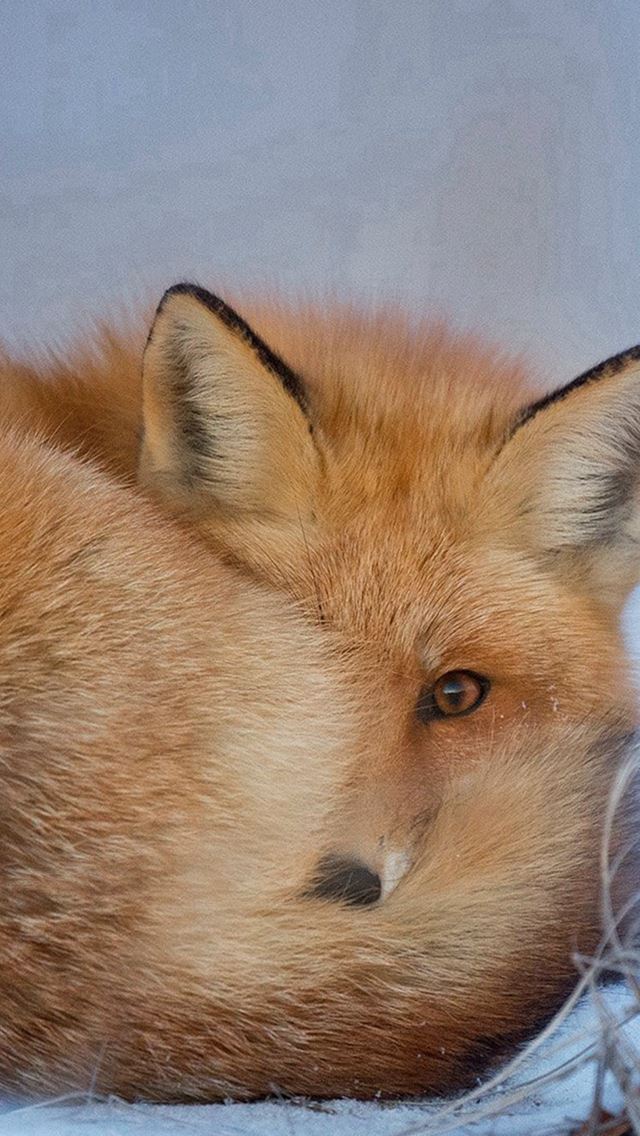 640x1136 Fox Cold Winter Red Nature - feather iPhone Wallpaper