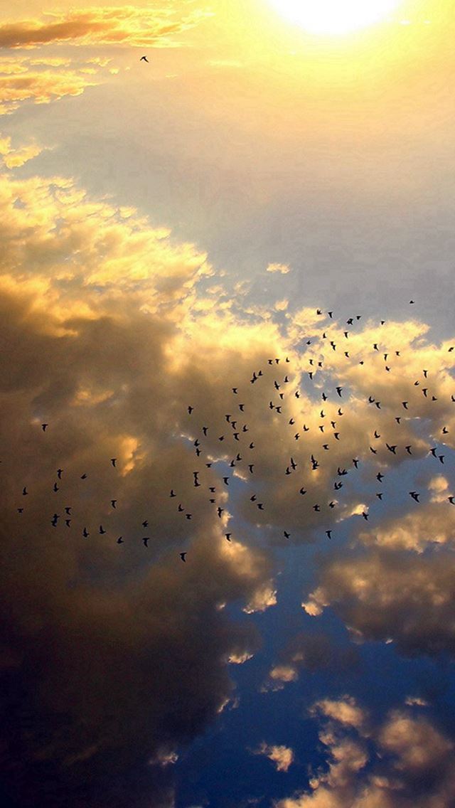 640x1136 Sky Bird Fly Summer Sun Nature - summer iPhone Wallpaper