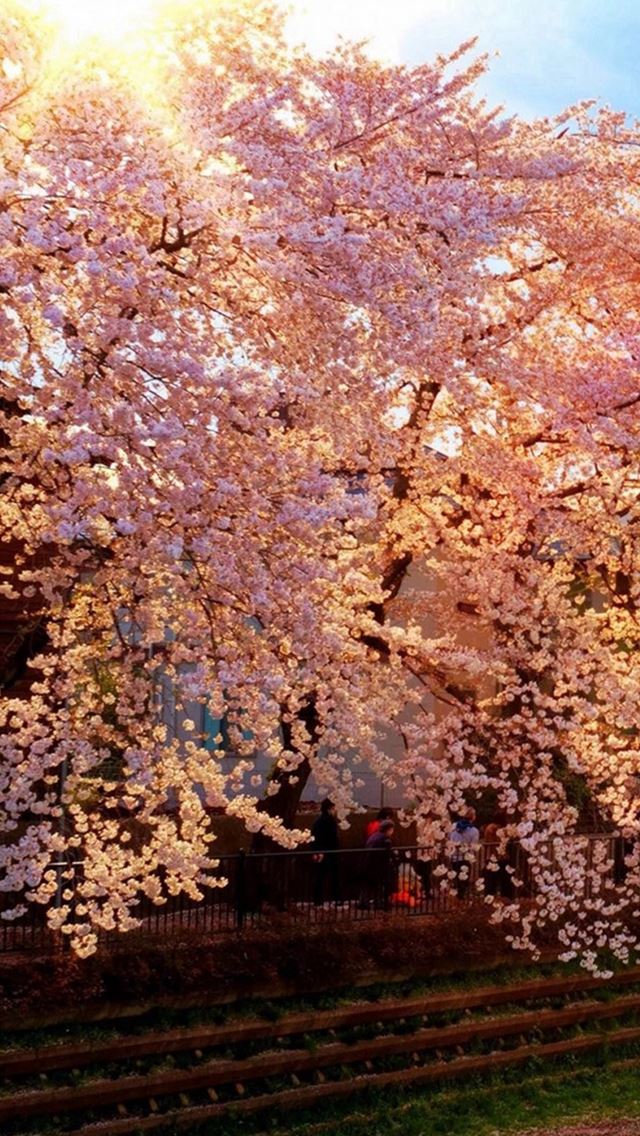 640x1136 Sunshine Brilliant Flowers Tree - branch iPhone Wallpaper