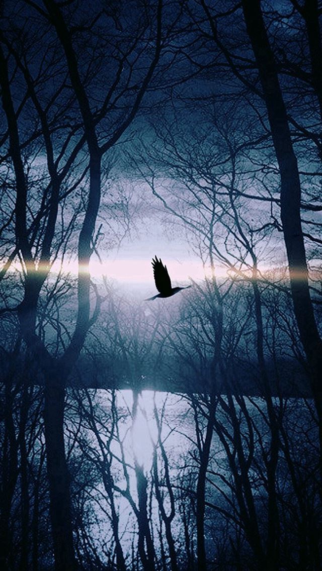 640x1136 Wood Night Dark Nature Bird Fly Lake - branch iPhone Wallpaper