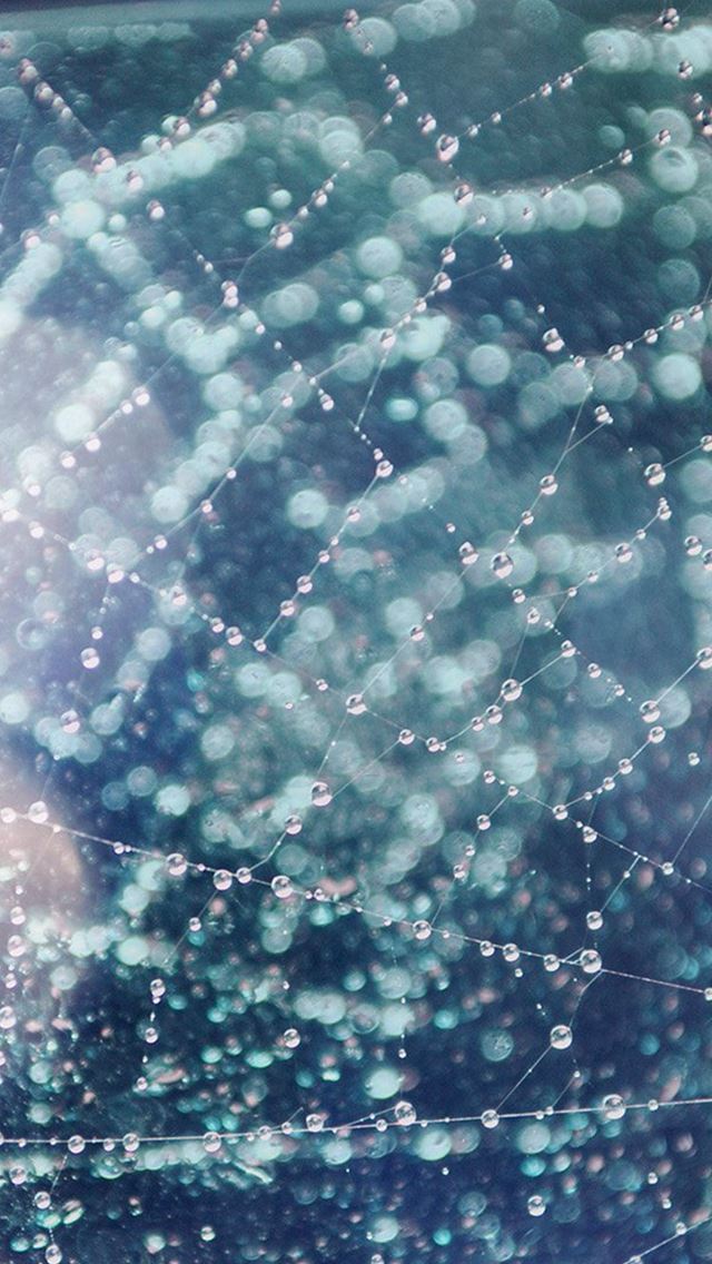 640x1136 Raindrops Night Nature Spider Web Blue Flare - spider iPhone Wallpaper