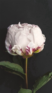 Flower White Dark Nature wallpaper