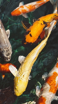 Best Clean Iphone Wallpapers Free Hd