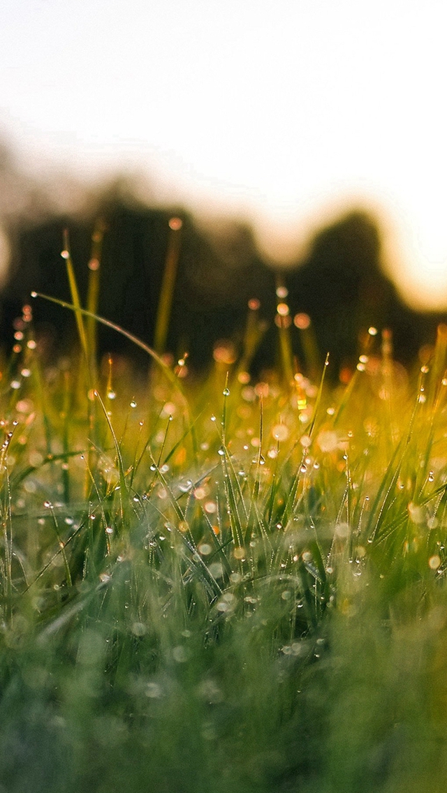 Lawn Green Nature Sunset Light Bokeh Spring iPhone wallpaper 