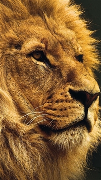 National Geographic Nature Animal Lion Yellow wallpaper