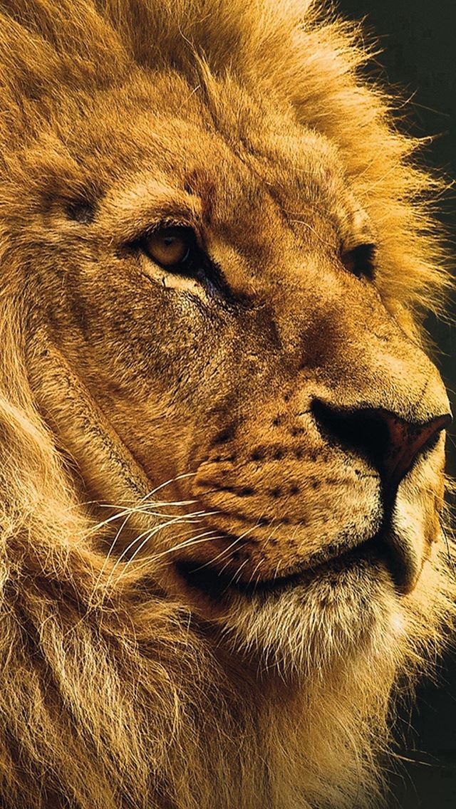 640x1136 National Geographic Nature Animal Lion Yellow - macro iPhone Wallpaper
