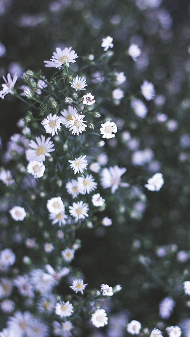 640x1136 Flower White Spring Nature - flowers iPhone Wallpaper