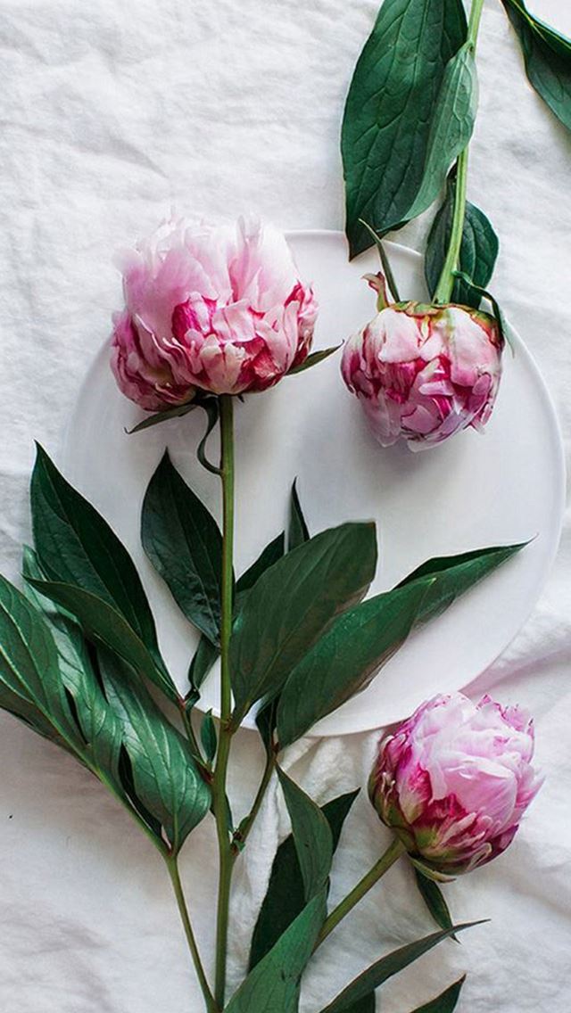 640x1136 Pure Fresh Elegant Flower Plant Plate - pink iPhone Wallpaper