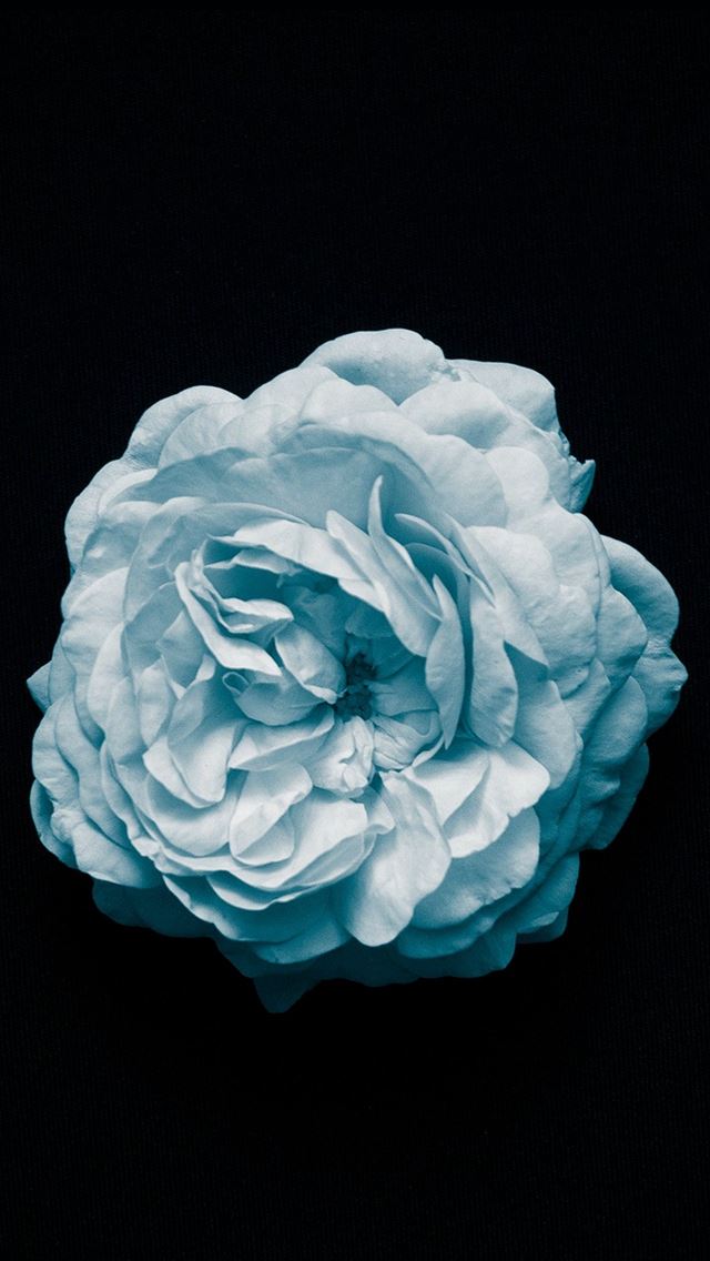 640x1136 Flower Center Blue Minimal Simple - pure iPhone Wallpaper