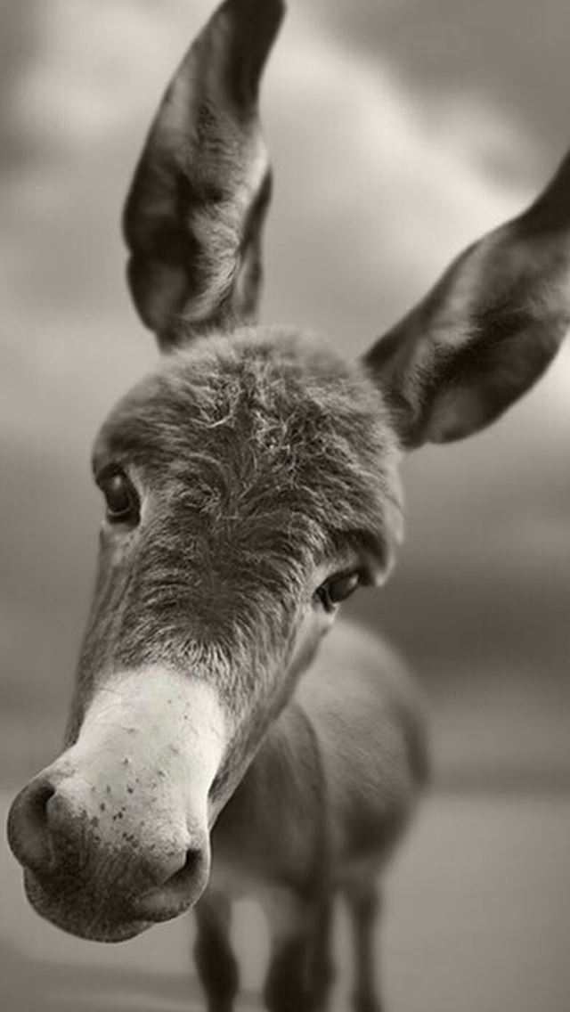 640x1136 Dark Mule Pet Animal Macro Grayscale - head iPhone Wallpaper