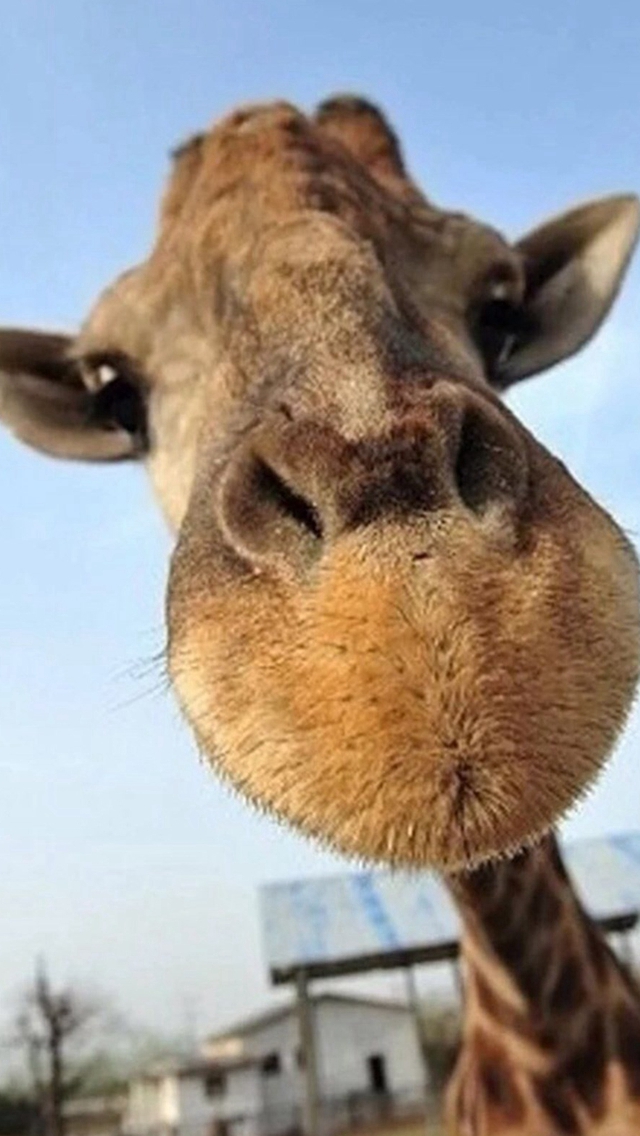 Cute Funny Giraffe Macro Face Animal iPhone wallpaper 