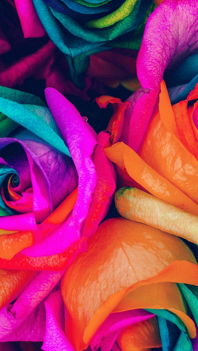 Flower Rose Color Blue Rainbow Art Nature Iphone Wallpapers Free Download