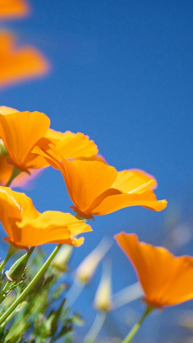 640x1136 Pure Bright Sunny Sky White Flower - pure iPhone Wallpaper