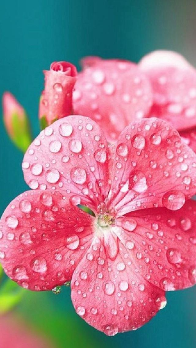 640x1136 Pure Dew Wet Wild Flower Macro - pure iPhone Wallpaper