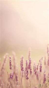 Pure Blurry Land Bokeh wallpaper