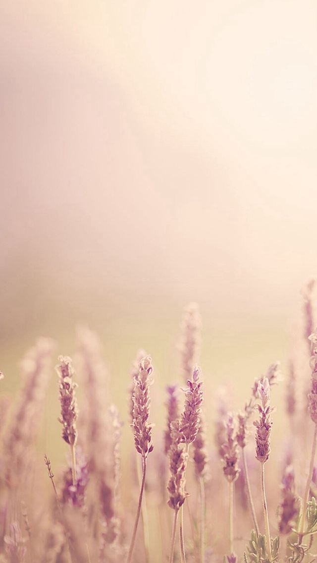 1284x2778 Pure Blurry Land Bokeh - pure iPhone Wallpaper