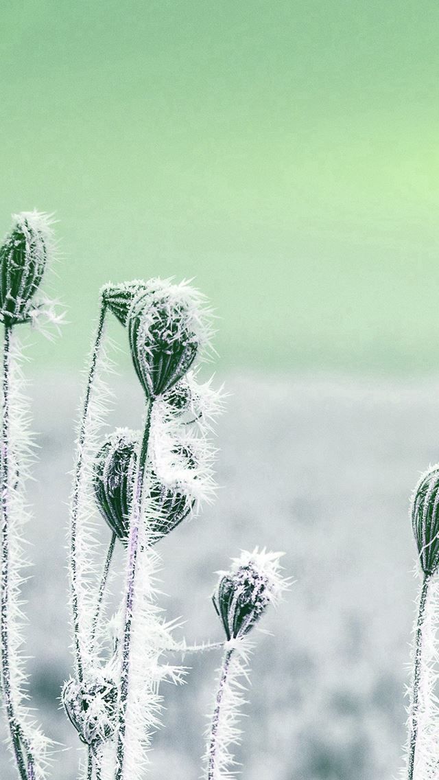 640x1136 Snow Cold Winter Flower Bokeh Nature Flare Green - cold iPhone Wallpaper