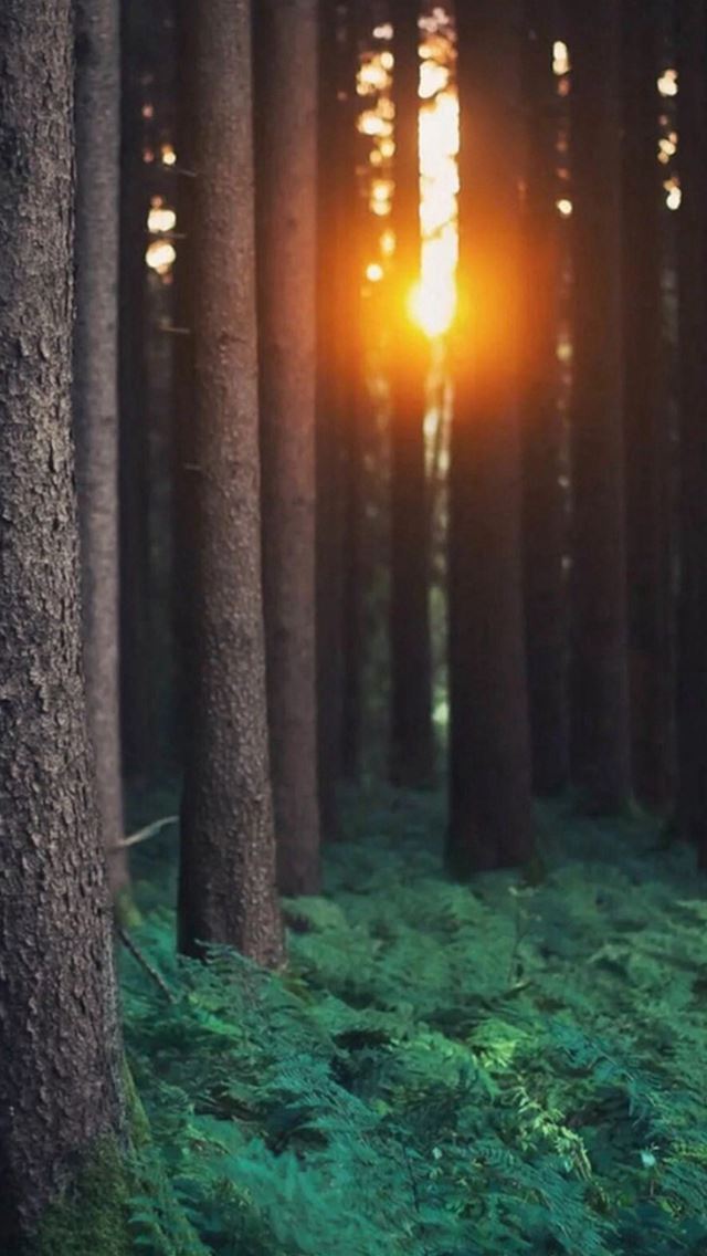 640x1136 Morning Sunlight Through Forest Trees - woods iPhone Wallpaper