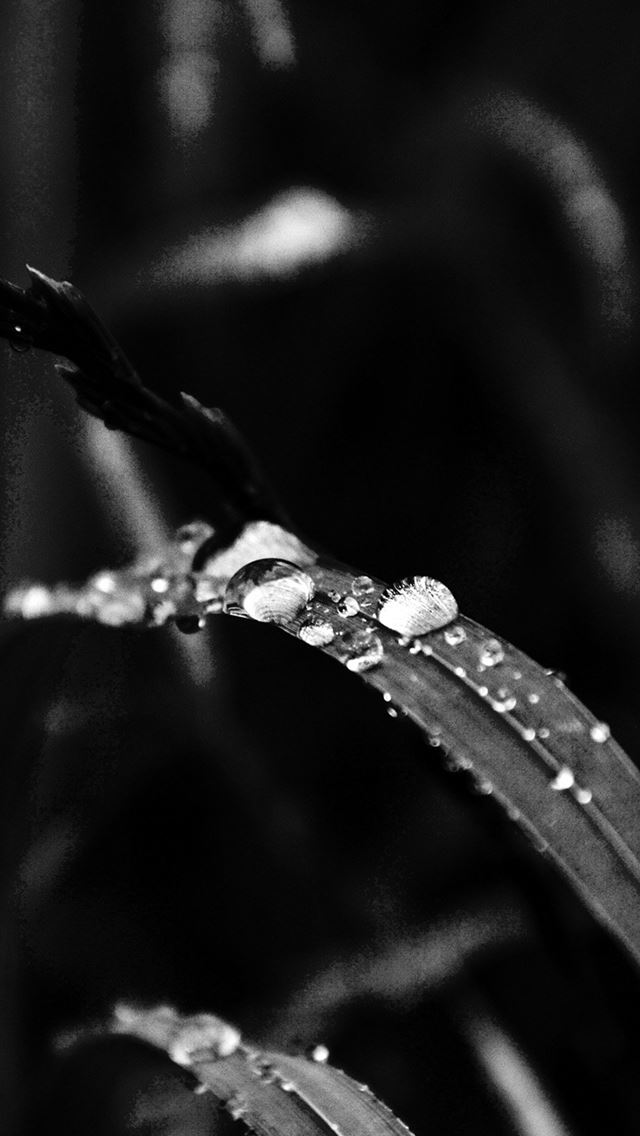 640x1136 Grass Drop Water Rain Nature Forest Dark Bw - bokeh iPhone Wallpaper