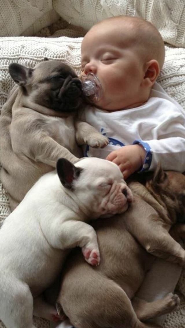 640x1136 Infant Baby Dog Sleeping Cute Lovely - baby iPhone Wallpaper