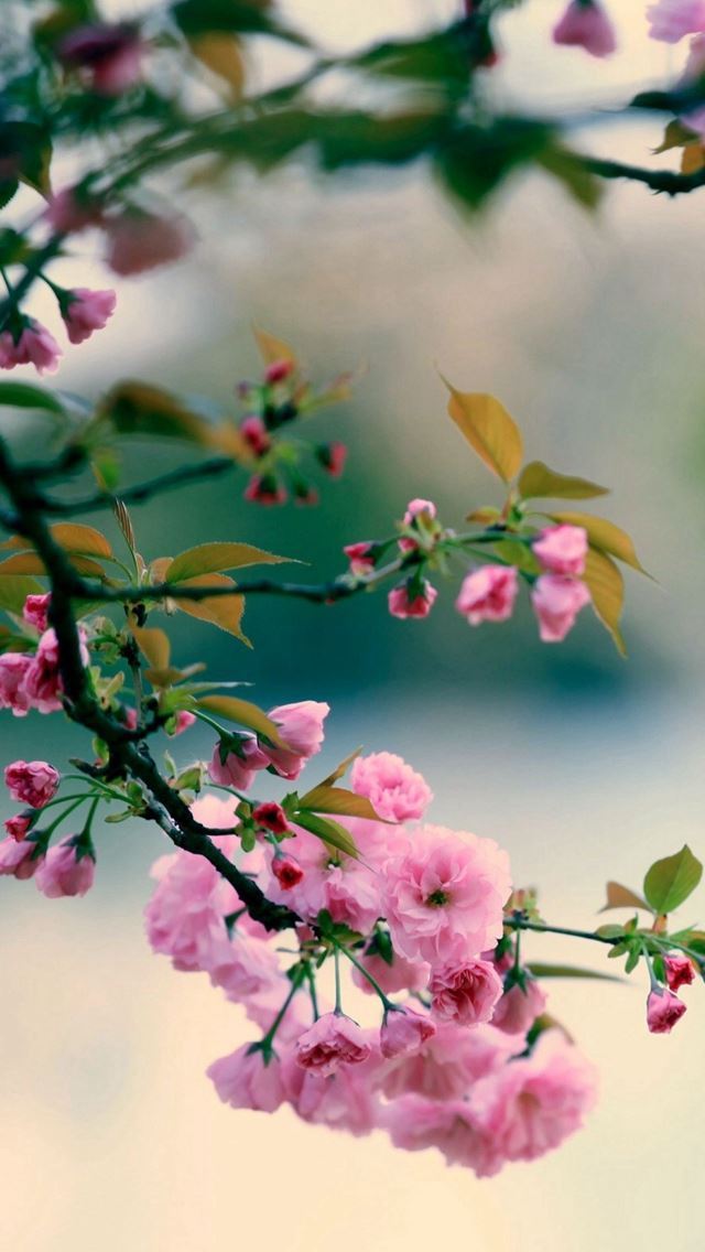 1284x2778 Nature Spring Plum Branch Bokeh Blur -  iPhone Wallpaper