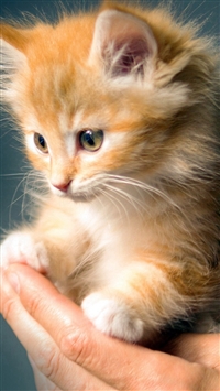 Animal Cute Kitten Cat Nature wallpaper