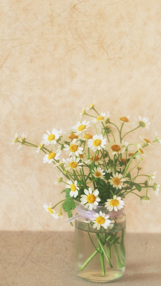 Pure Simple Daisy Flower Water Glass Vase iPhone wallpaper 