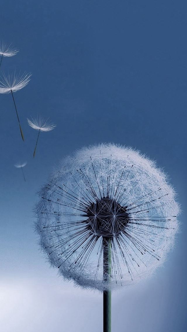 640x1136 Pure Bright Dandelion Blowing Macro - pure iPhone Wallpaper