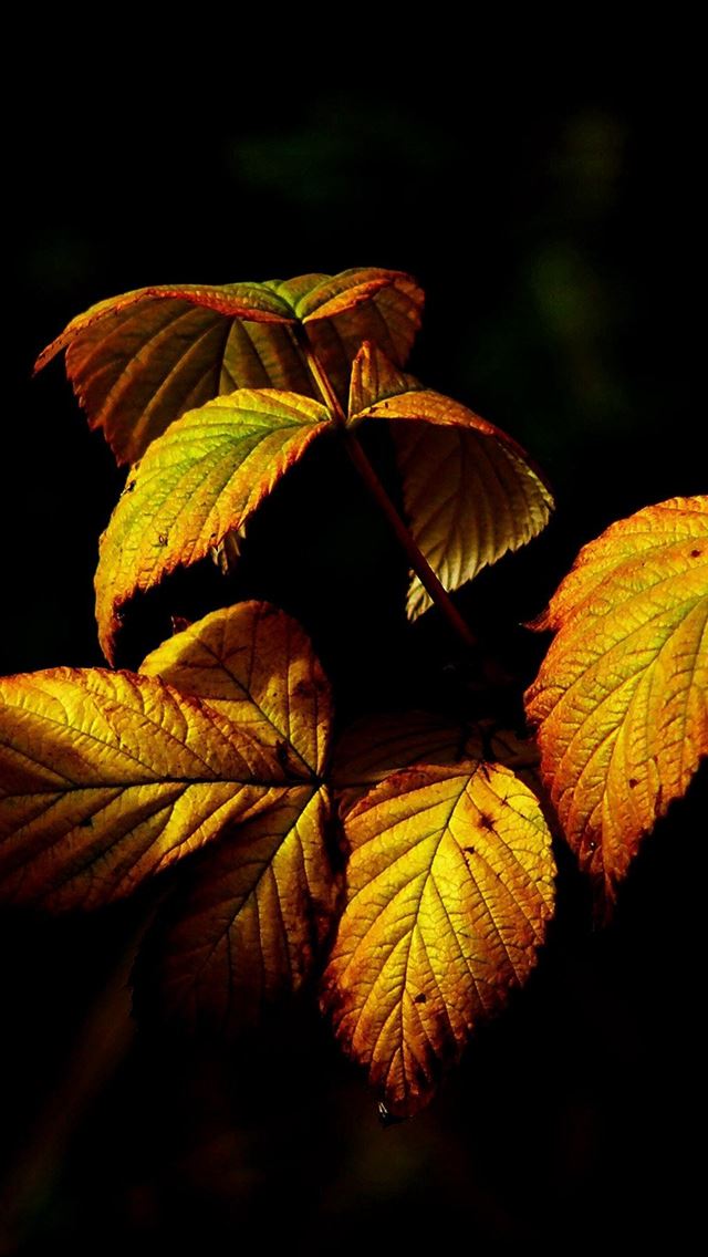 640x1136 Fall Leaf Dark Nature - branch iPhone Wallpaper