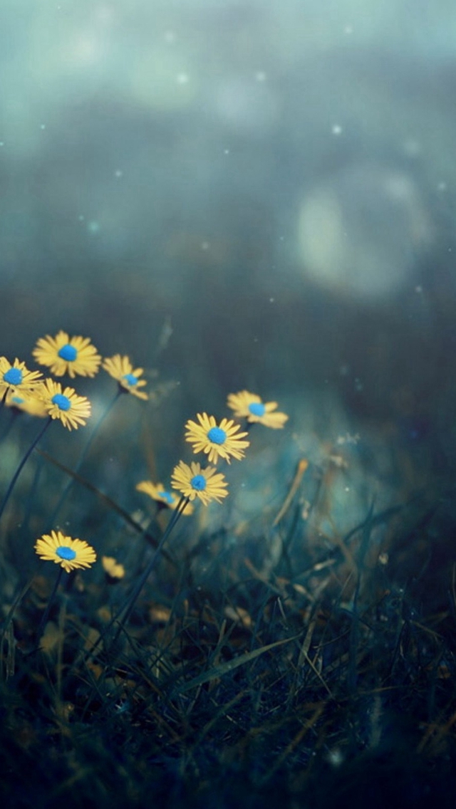 Night Dark Little Daisy Flower Lawn Grassland Bokeh iPhone wallpaper 
