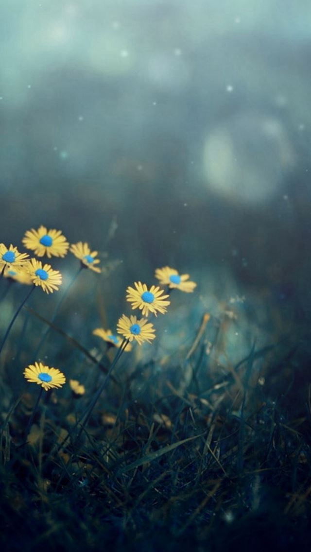 640x1136 Night Dark Little Daisy Flower Lawn Grassland Bokeh - yellow iPhone Wallpaper