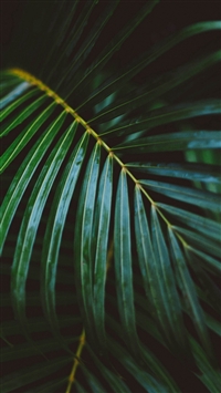Palm Frond Leafy Branch wallpaper