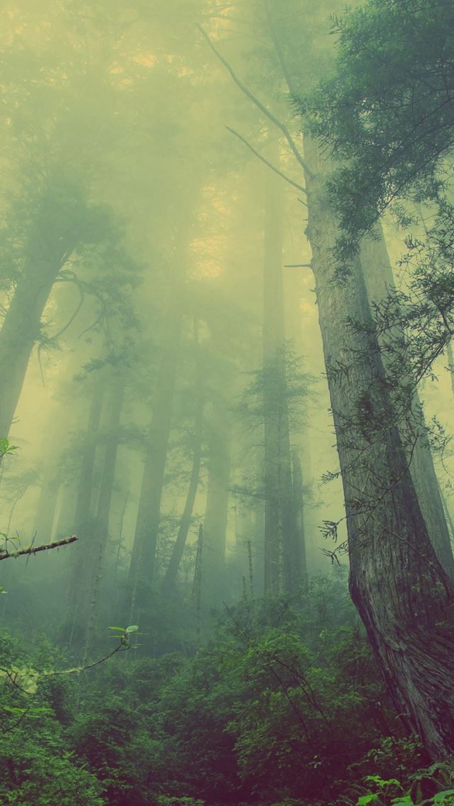 640x1136 Green Forest Mist Fog - woods iPhone Wallpaper