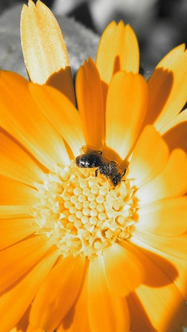 640x1136 Flower Bee Orange Pollination - bee iPhone Wallpaper