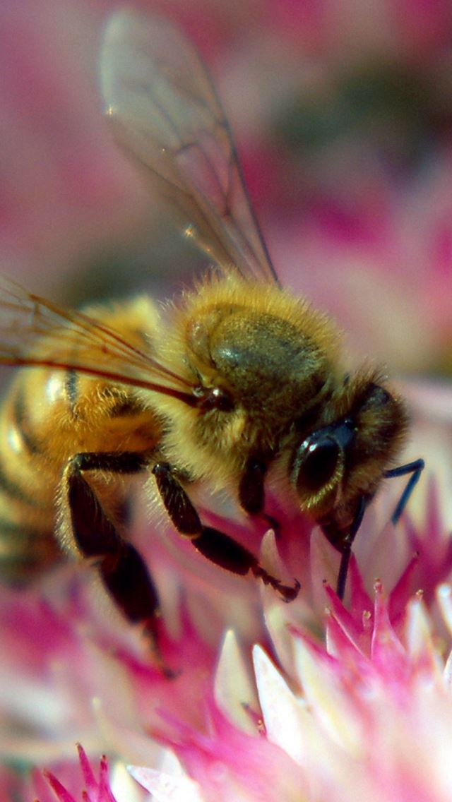 640x1136 Flower Bee Pollination Insect - bee iPhone Wallpaper