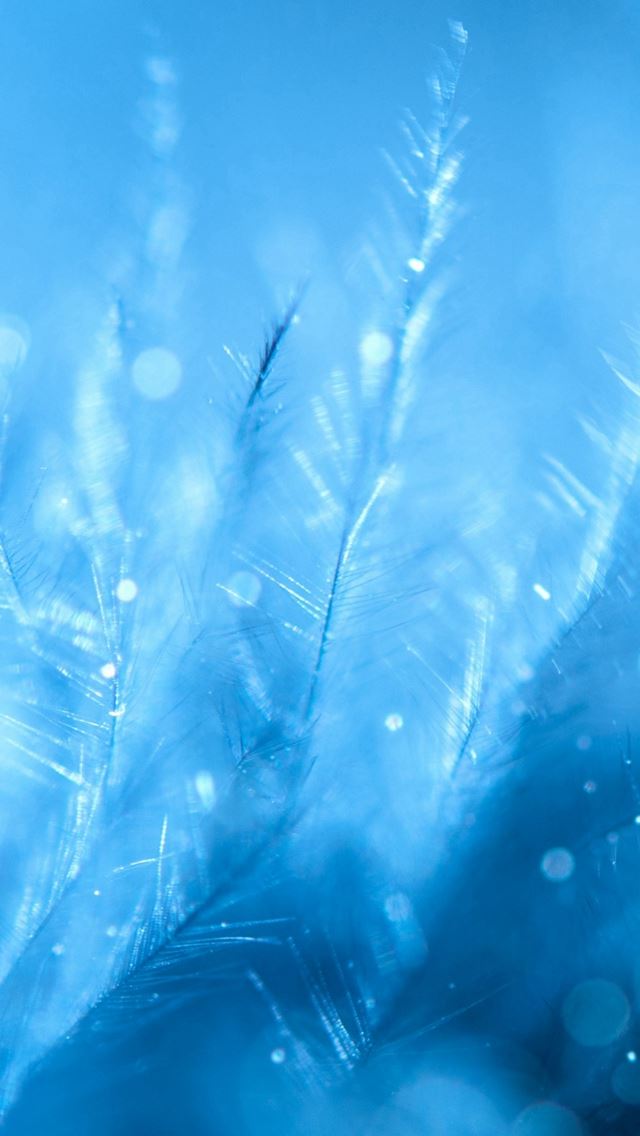 640x1136 Feathers Close Up Blurred Icy Pattern Art - icy iPhone Wallpaper