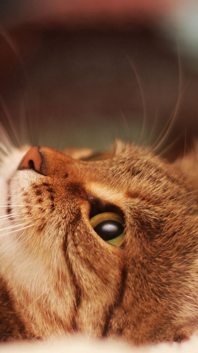 640x1136 Cat Lying Cool Cat Beautiful - head iPhone Wallpaper