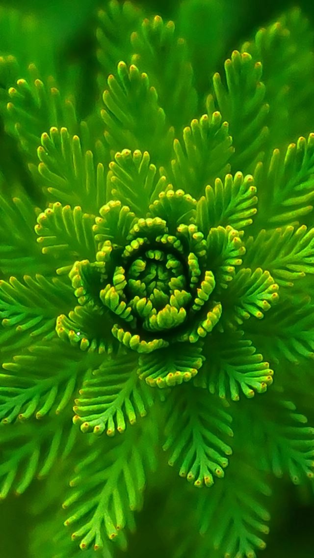 640x1136 Algae Plant Macro Close Up - Lockscreen iPhone Wallpaper