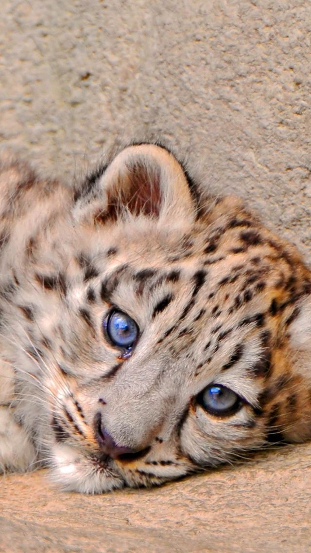 640x1136 Snow Leopard Cub Lie Look Sadness - snow leopard iPhone Wallpaper