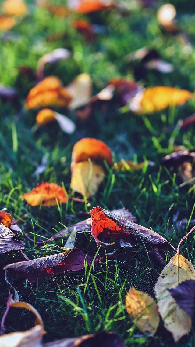 640x1136 Fall Leaf Nature Green Backyard Blue Dark - bokeh iPhone Wallpaper